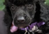 Boy black poodle