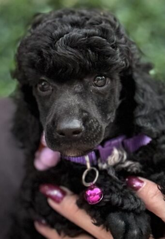 Boy black poodle
