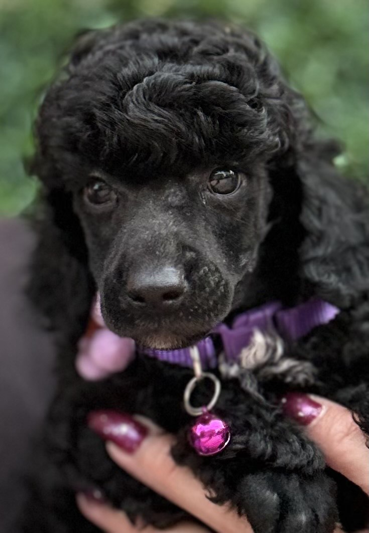 Boy black poodle