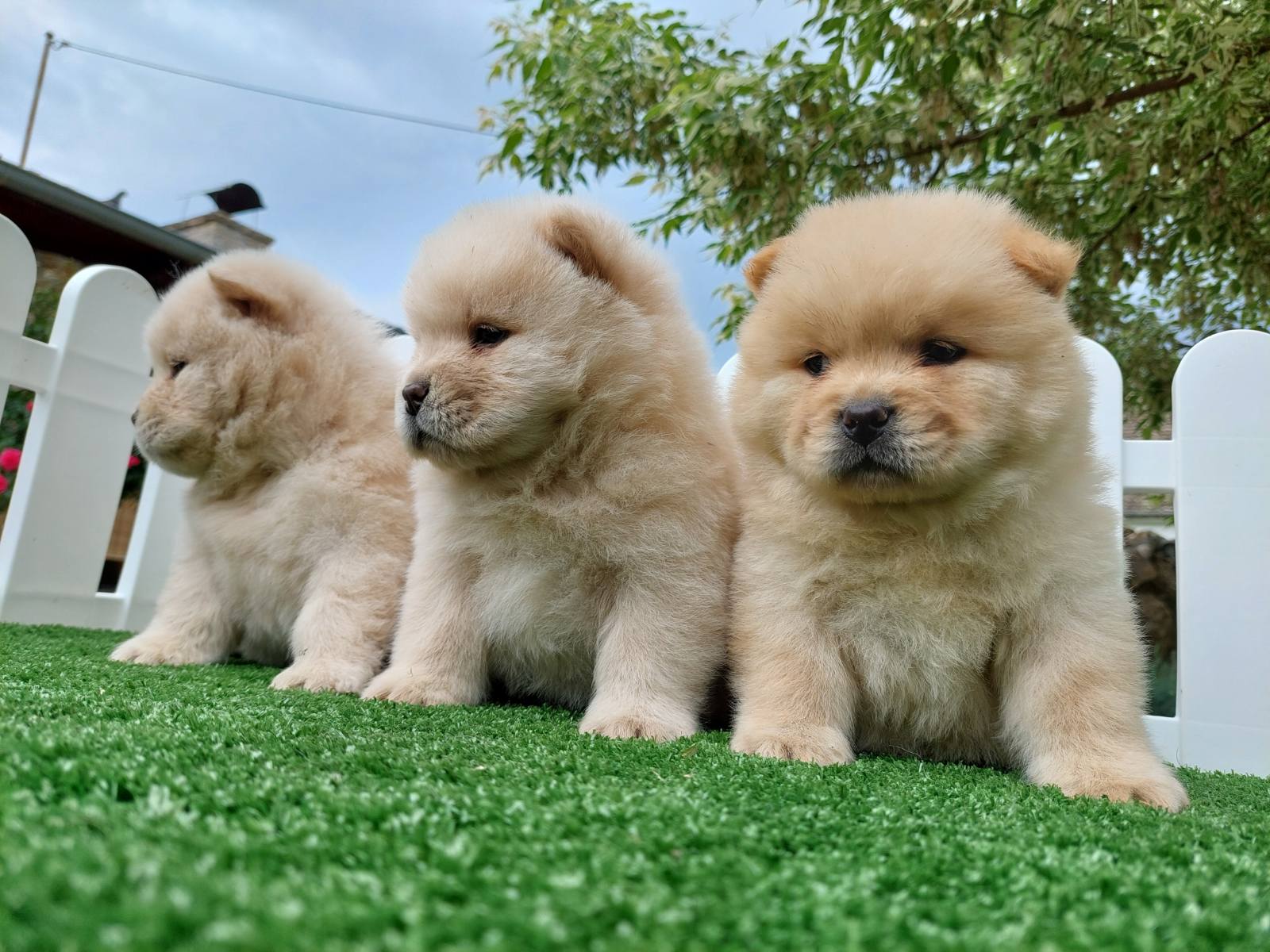 Chow chow chow chow is always the best gift