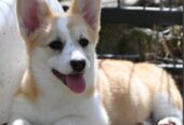Welsh Corgi/Welsh Corgi Pembroke