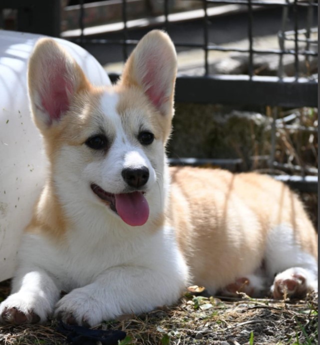Welsh Corgi/Welsh Corgi Pembroke