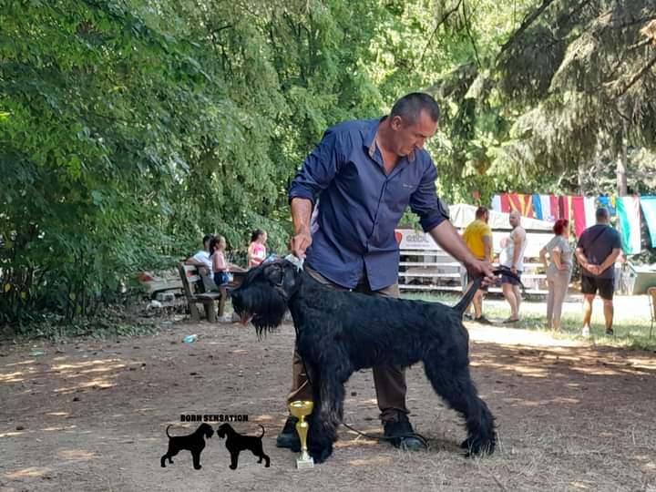 Giant schnauzer adult male for sale
