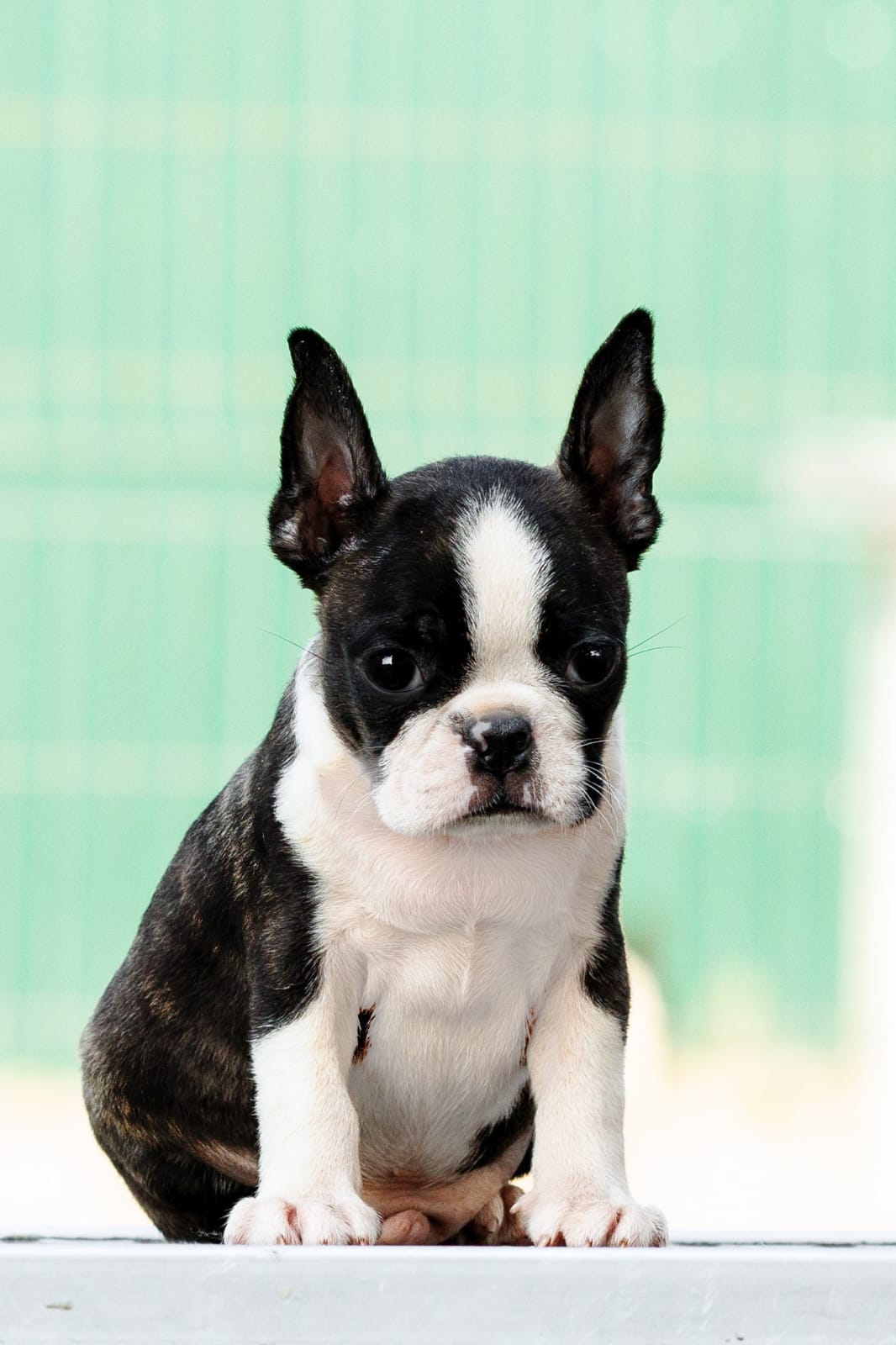 Boston terrier Puppies