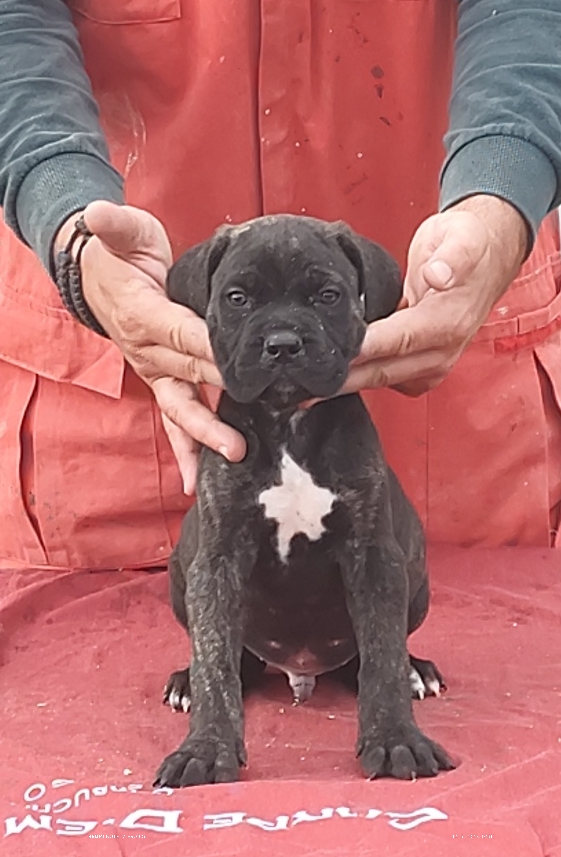 Cane Corso