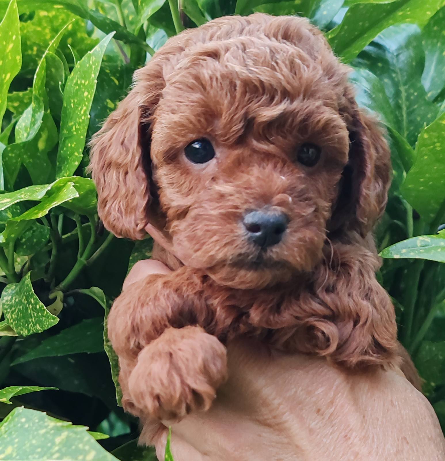 Miniature poodle puppies