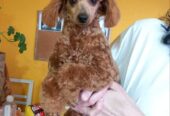Toy poodle