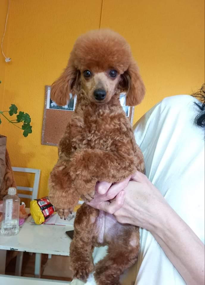 Toy poodle