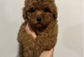 Mini red poodles!