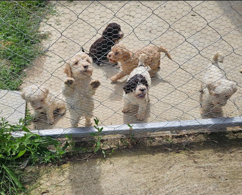 Lagoto Romagnola puppies available