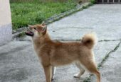 Champion litter of Shiba inu