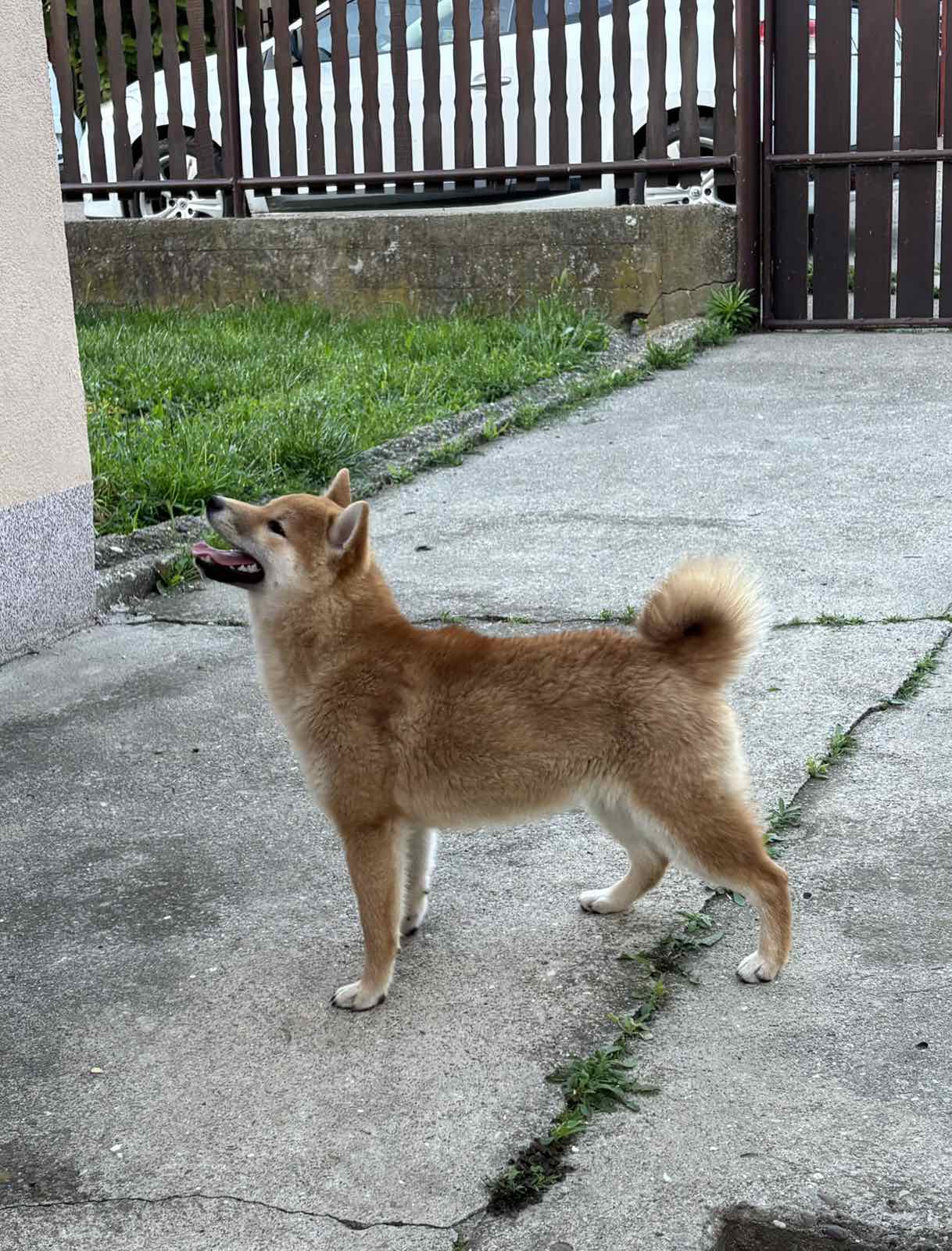 Champion litter of Shiba inu