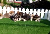 Pembroke Welsh corgi
