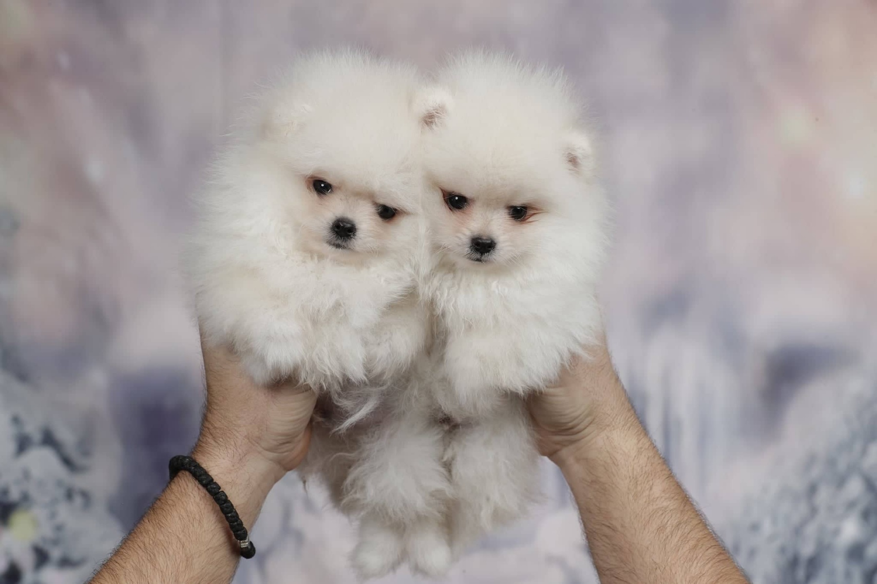 A beautiful bearish Pomeranian puppy