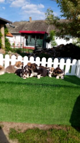 Pembroke Welsh corgi