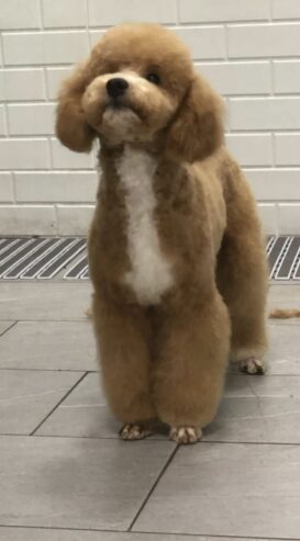 Boy black poodle