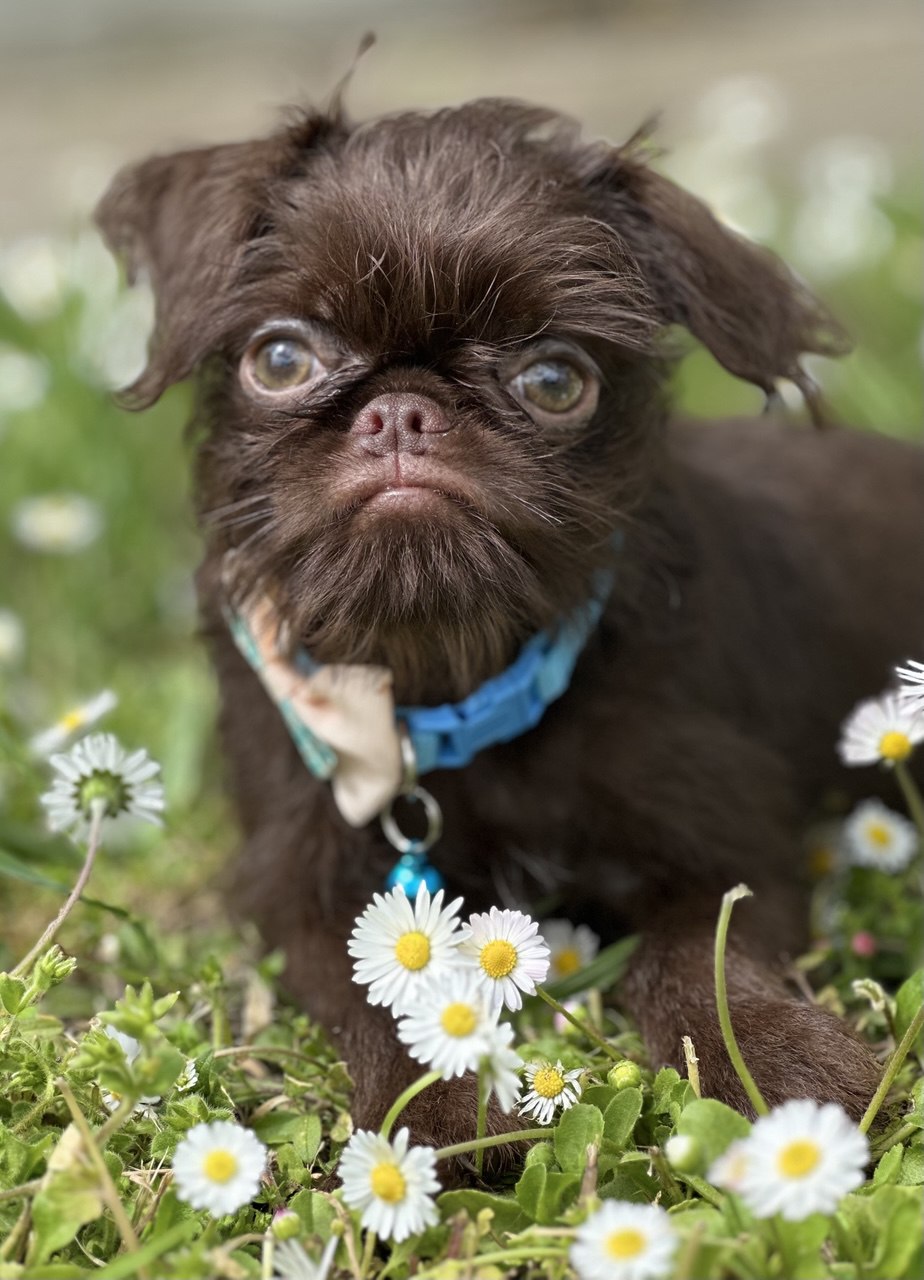 Brussel griffon chocolate