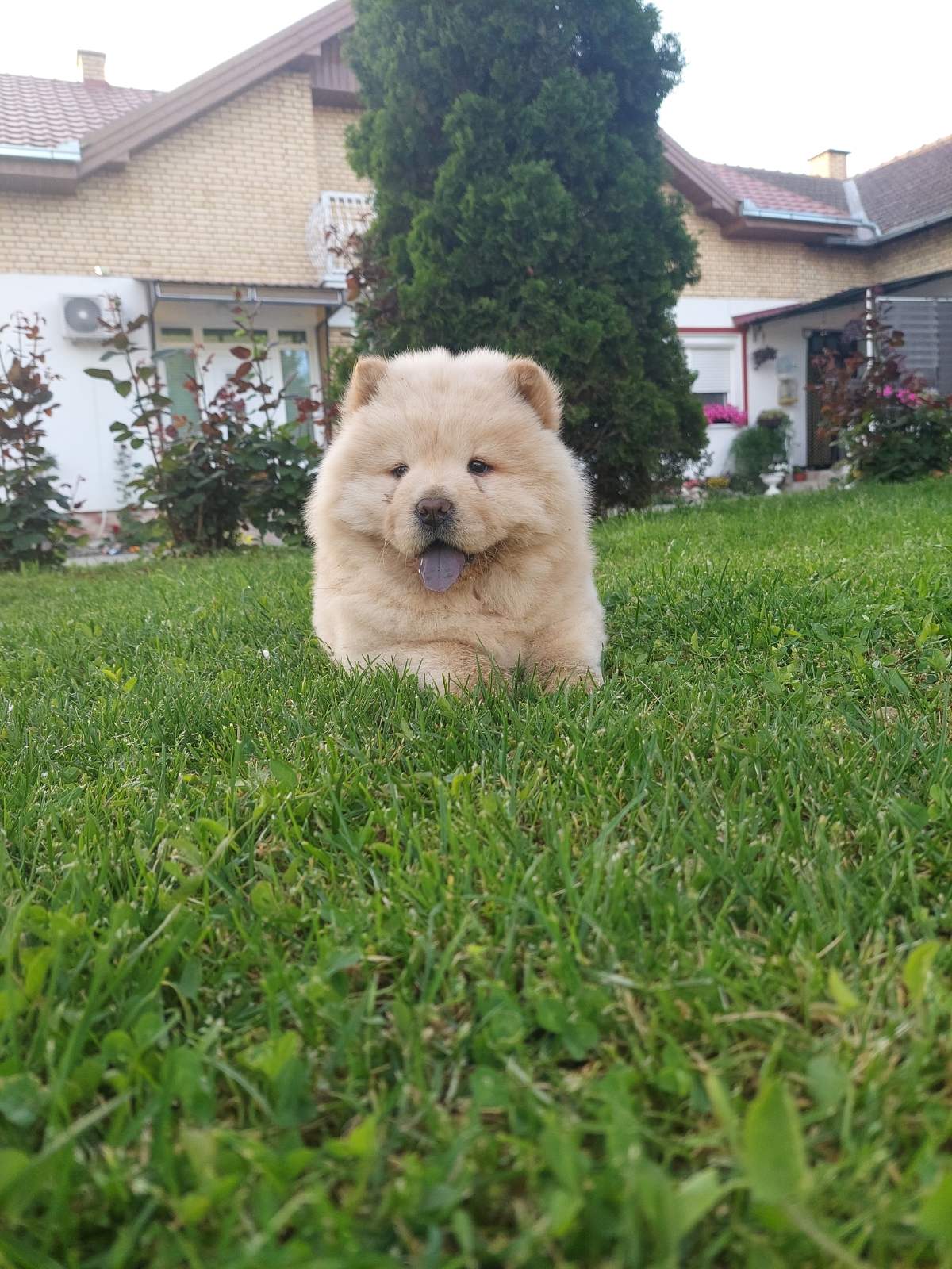 Chow chow chow chow is always the best gift