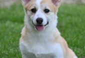 Welsh Corgi/Welsh Corgi Pembroke