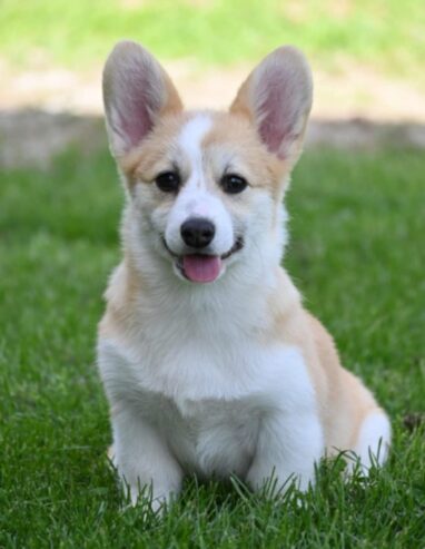 Welsh Corgi/Welsh Corgi Pembroke