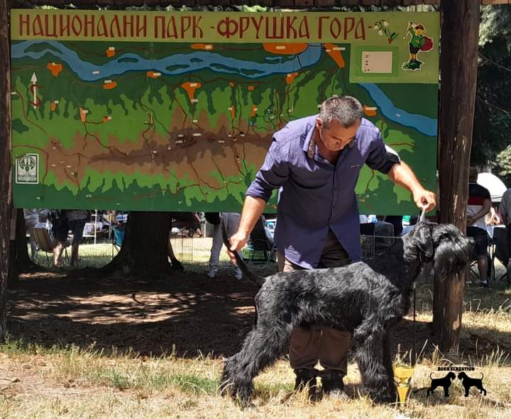 Giant schnauzer adult male for sale
