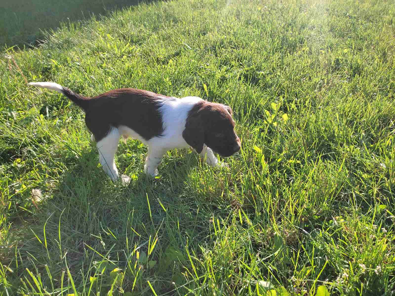 Little Minsterlander puppies