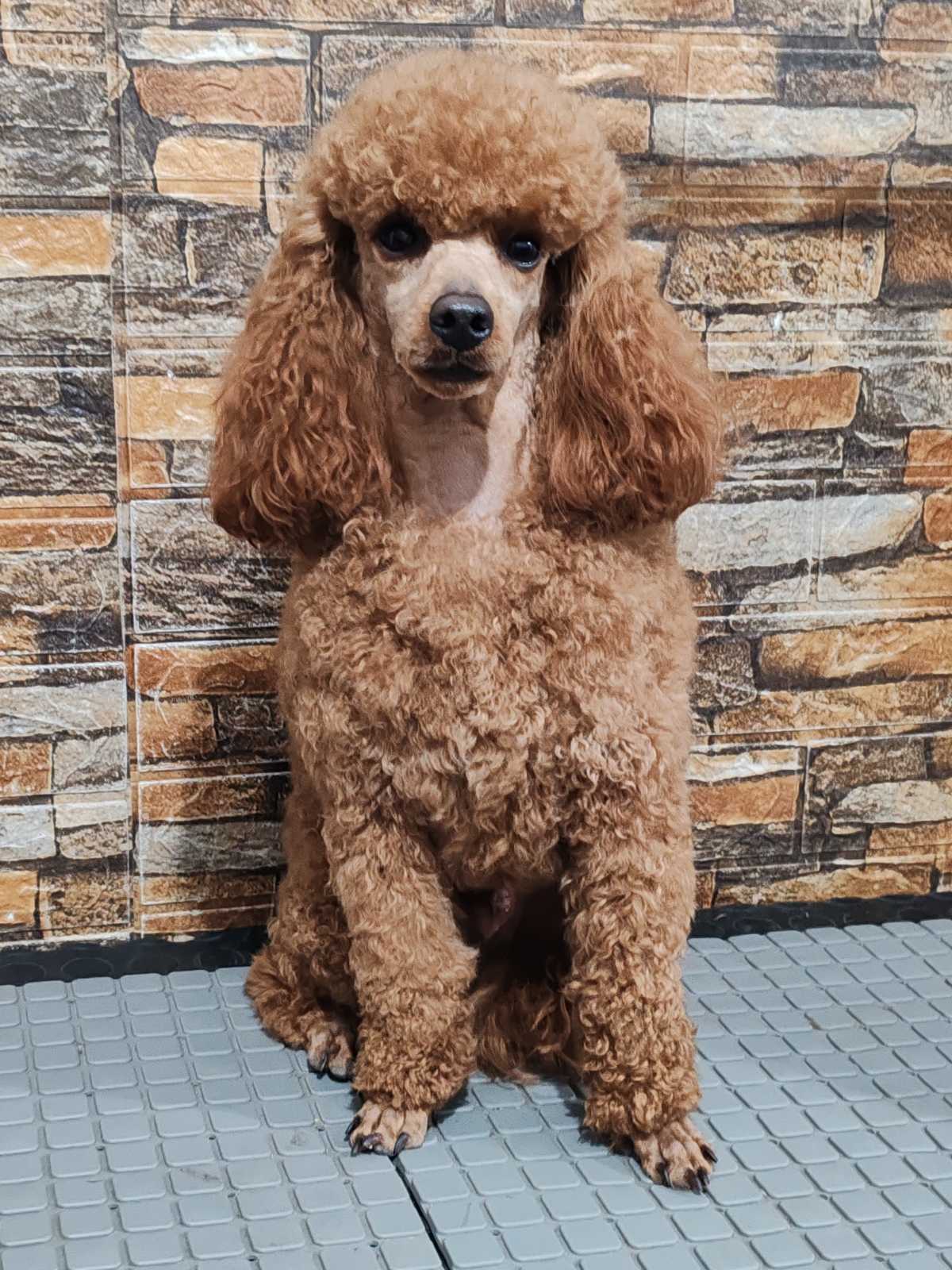 Miniature poodle puppies