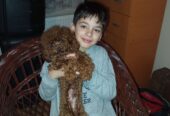 Toy poodle