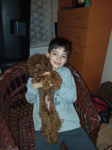 Toy poodle