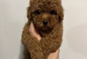 Mini red poodles!