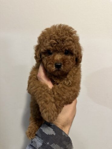 Mini red poodles!