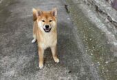Champion litter of Shiba inu