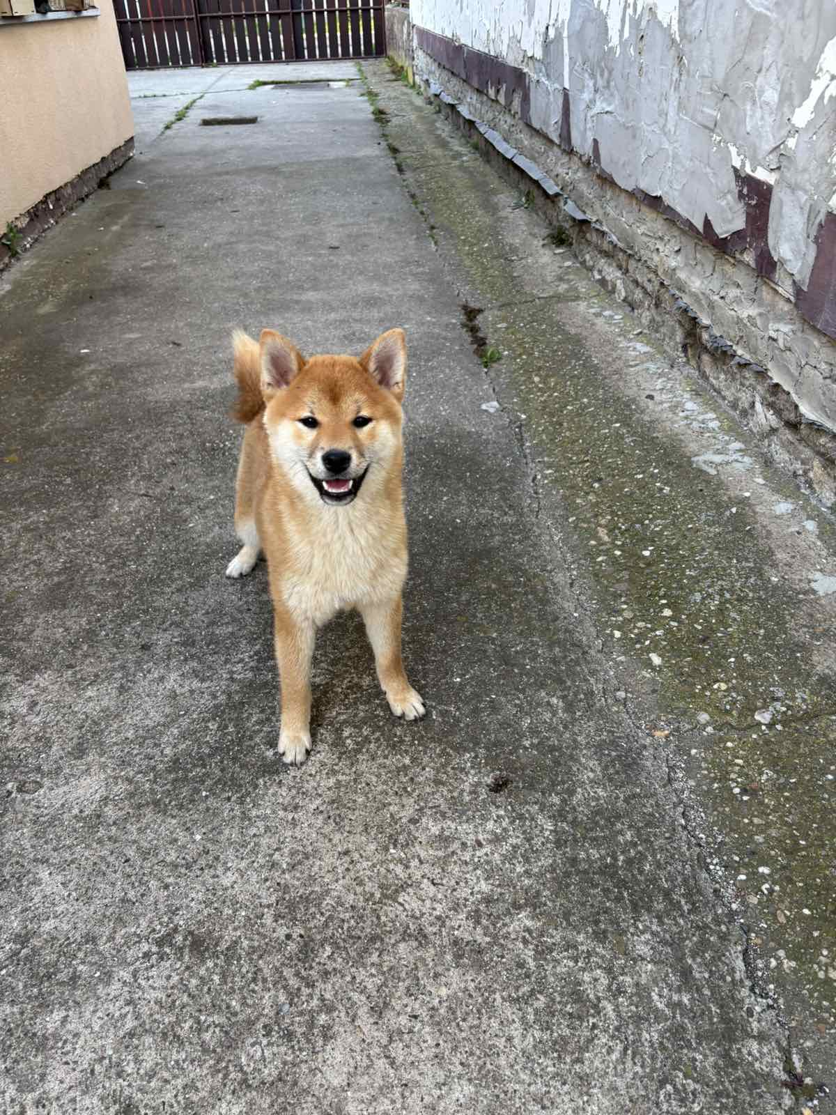 Champion litter of Shiba inu
