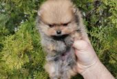 A beautiful bearish Pomeranian puppy