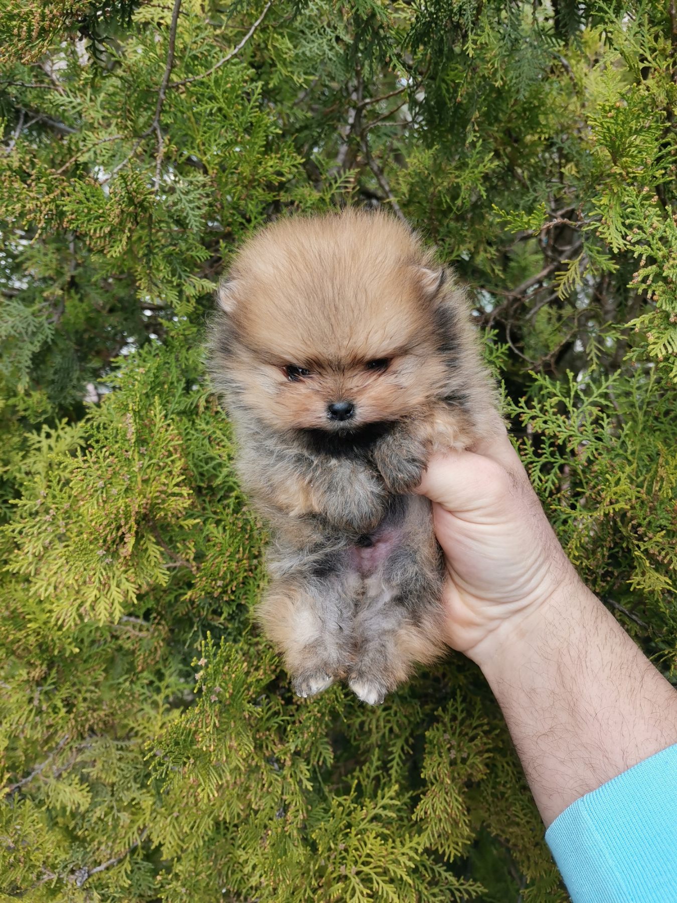 A beautiful bearish Pomeranian puppy