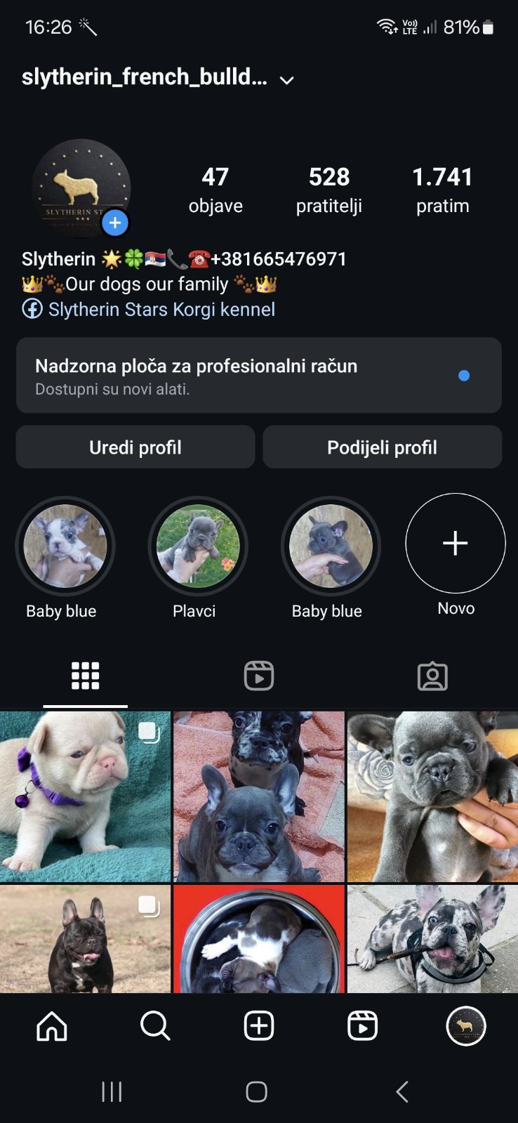 Pink Caramel French Bulldog