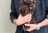 Boy black poodle