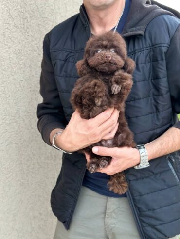 Boy black poodle