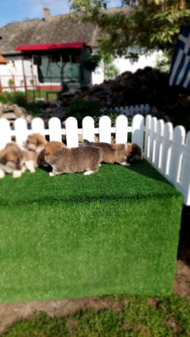 Pembroke Welsh corgi
