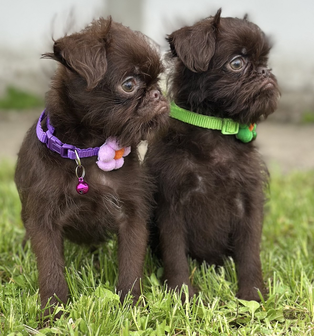 Brussel griffon chocolate