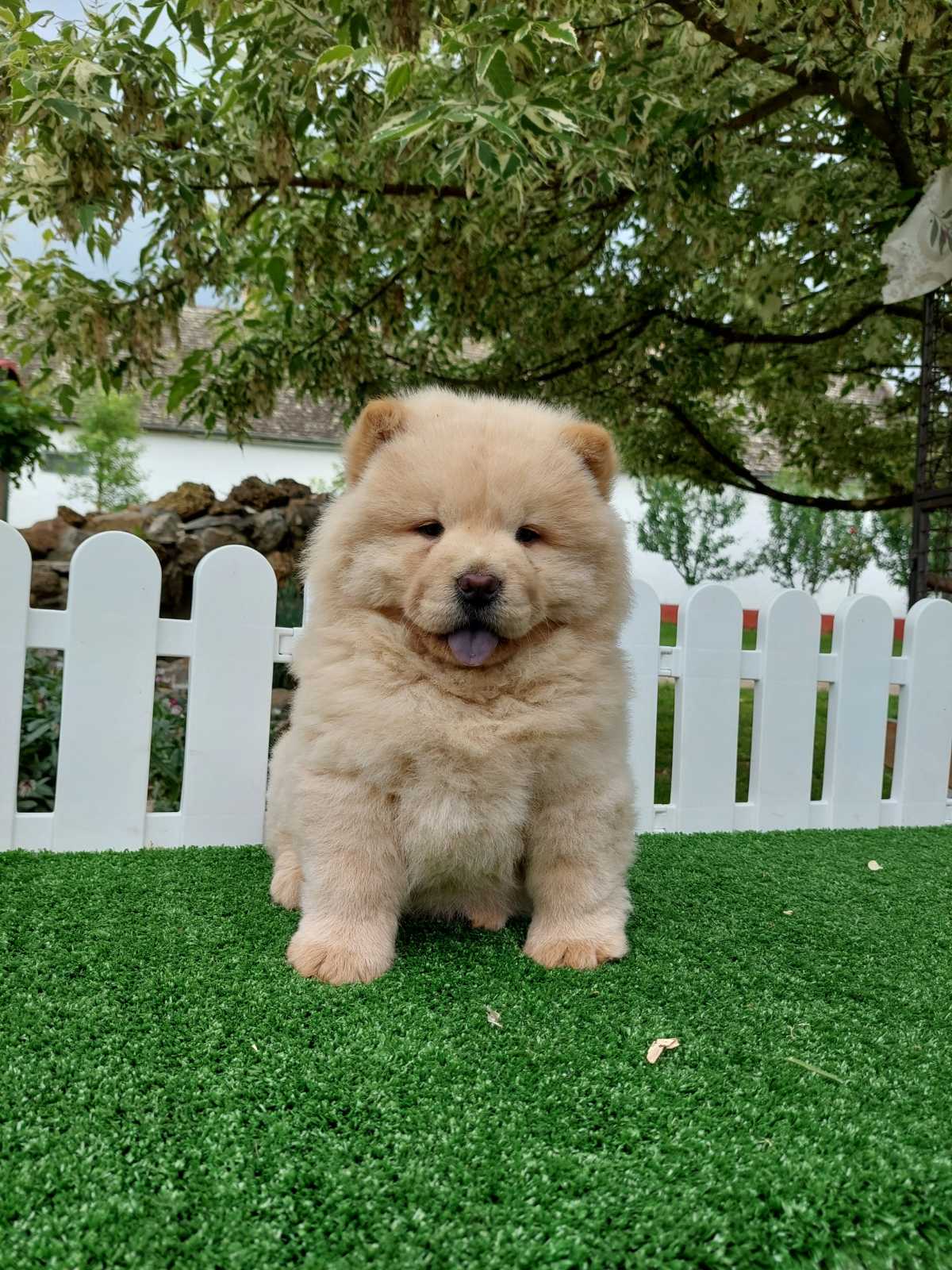 Chow chow chow chow is always the best gift