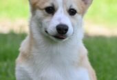 Welsh Corgi/Welsh Corgi Pembroke