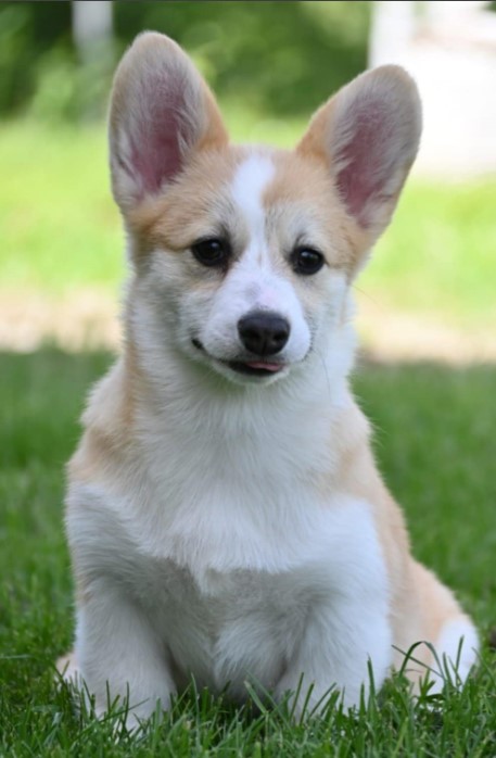 Welsh Corgi/Welsh Corgi Pembroke