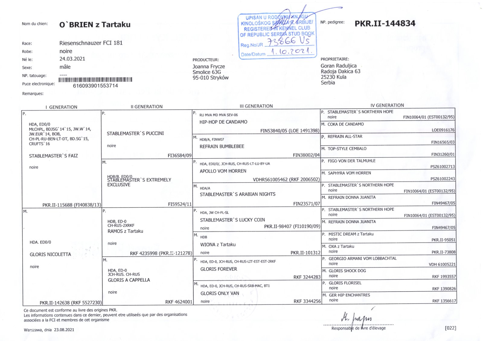 Giant schnauzer adult male for sale