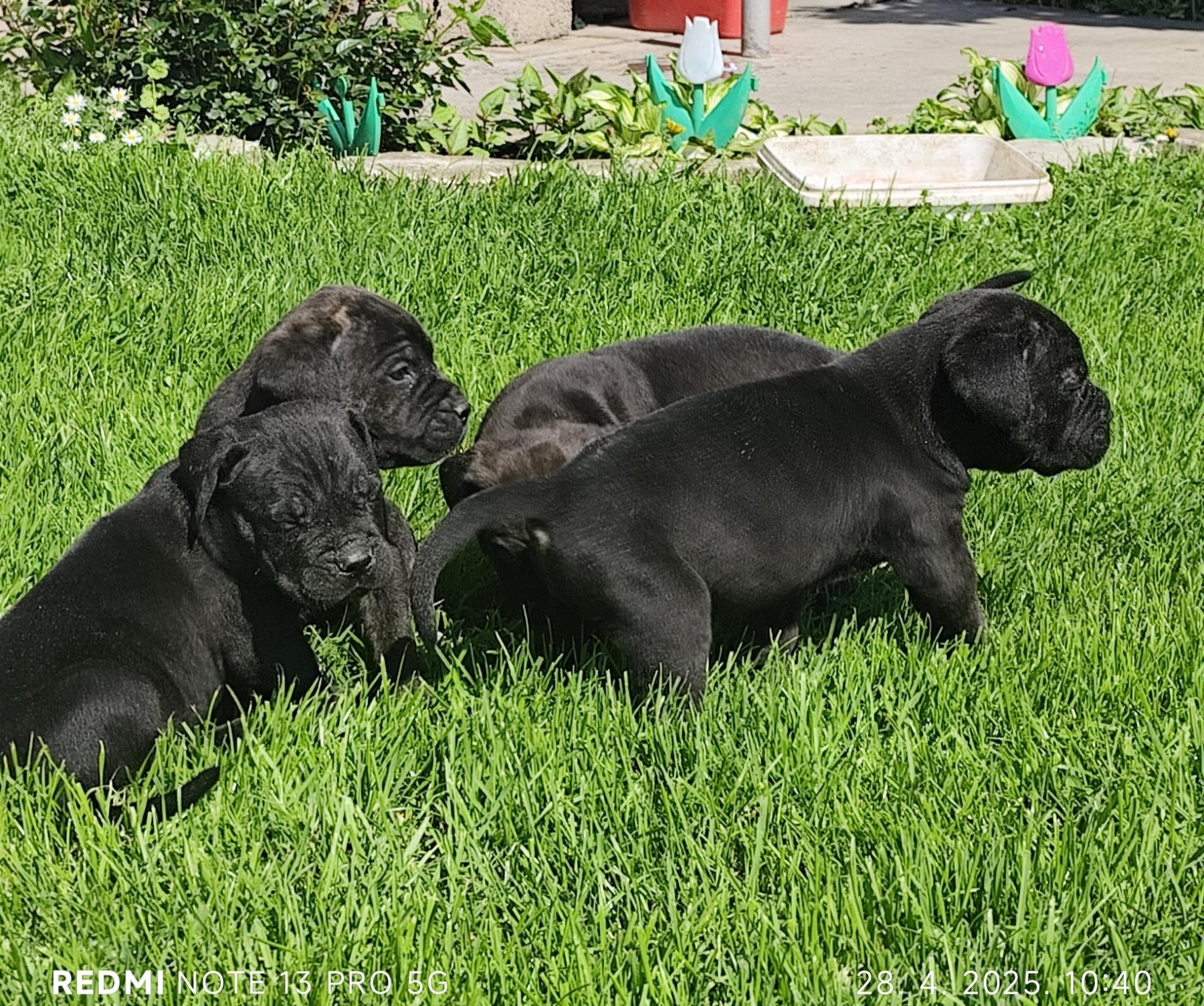 Cane Corso