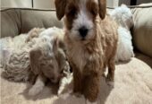 If you are looking for a loyal, intelligent, and affectionate dog, our beautiful maltipoo are ready to find their forever homes ! These puppies combine the best traits of two fantastic breeds, making them the ideal family pet.