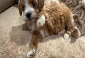If you are looking for a loyal, intelligent, and affectionate dog, our beautiful maltipoo are ready to find their forever homes ! These puppies combine the best traits of two fantastic breeds, making them the ideal family pet.