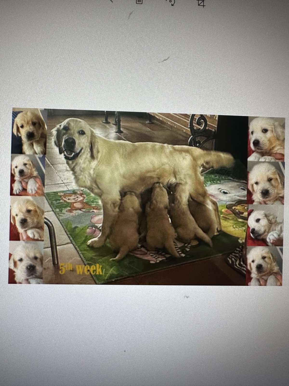 Golden Sanitacteamday