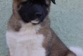 American Akita
