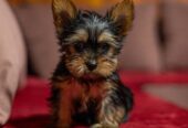 Yorkshire terrier puppies